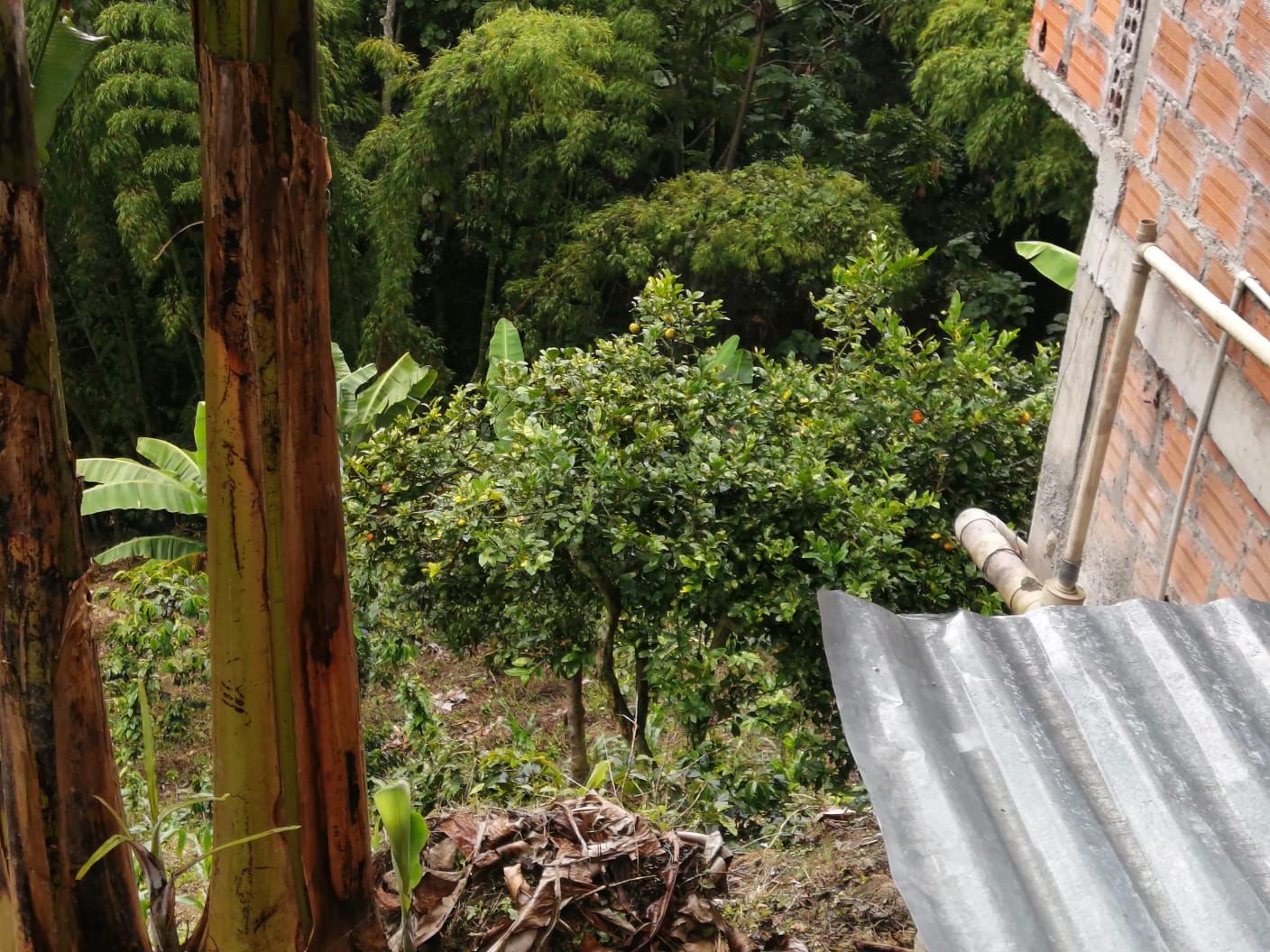 Foto de Finca en Venta en Maracas, Neira - 7 - 279063622