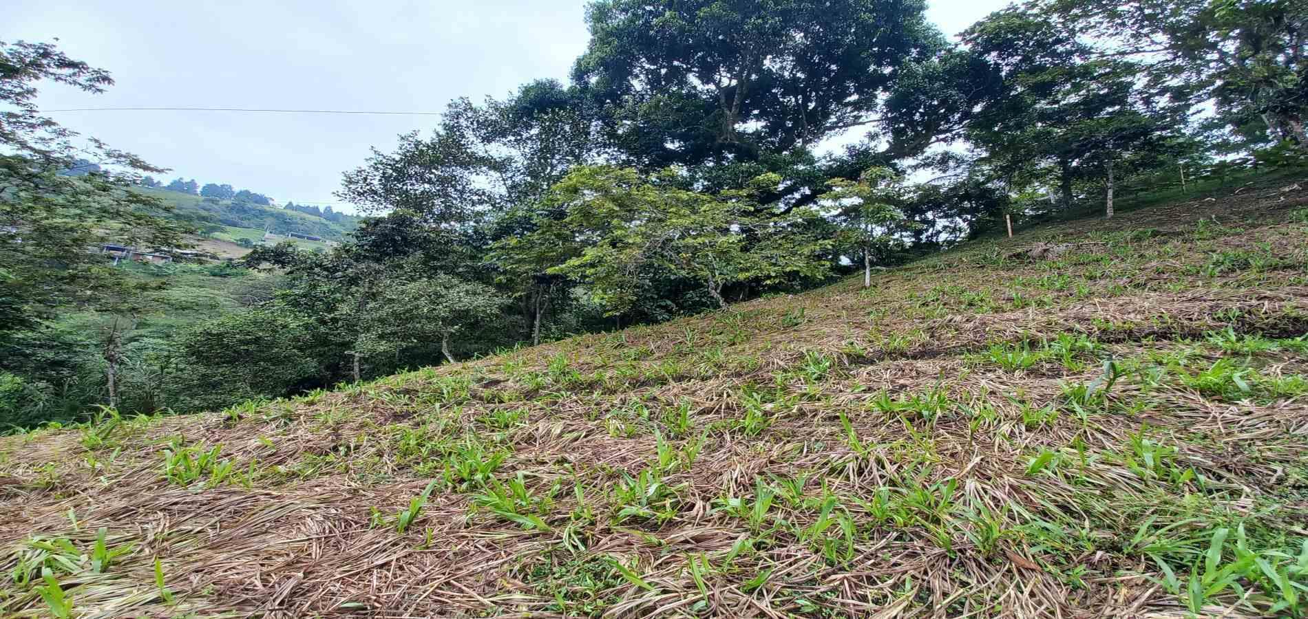 Foto de Lote / terreno en Venta en El bosque, Dosquebradas - 6 - 48802