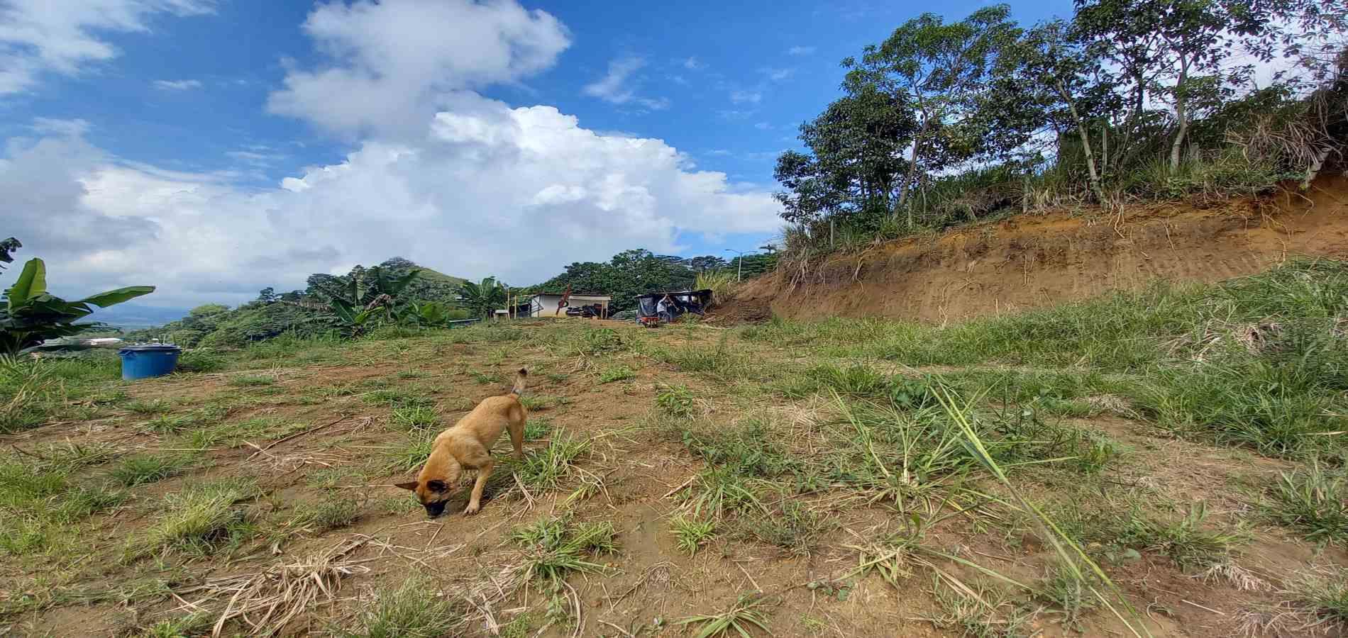 Foto de Finca en Venta en San peregrino, Manizales - 24 - 279061656