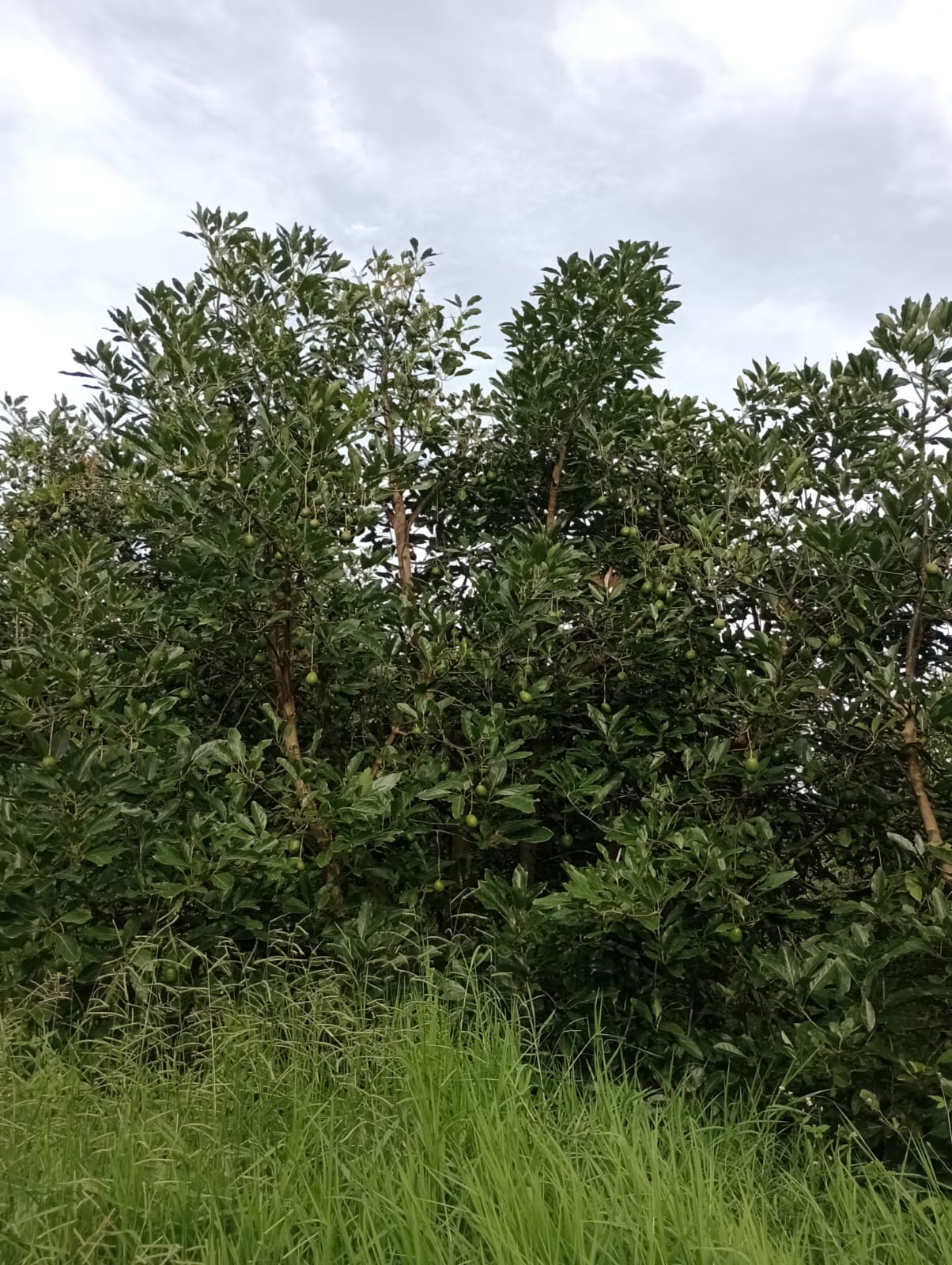 Foto de Finca en Venta en Vereda portochelo, Salamina - 21 - 279055104