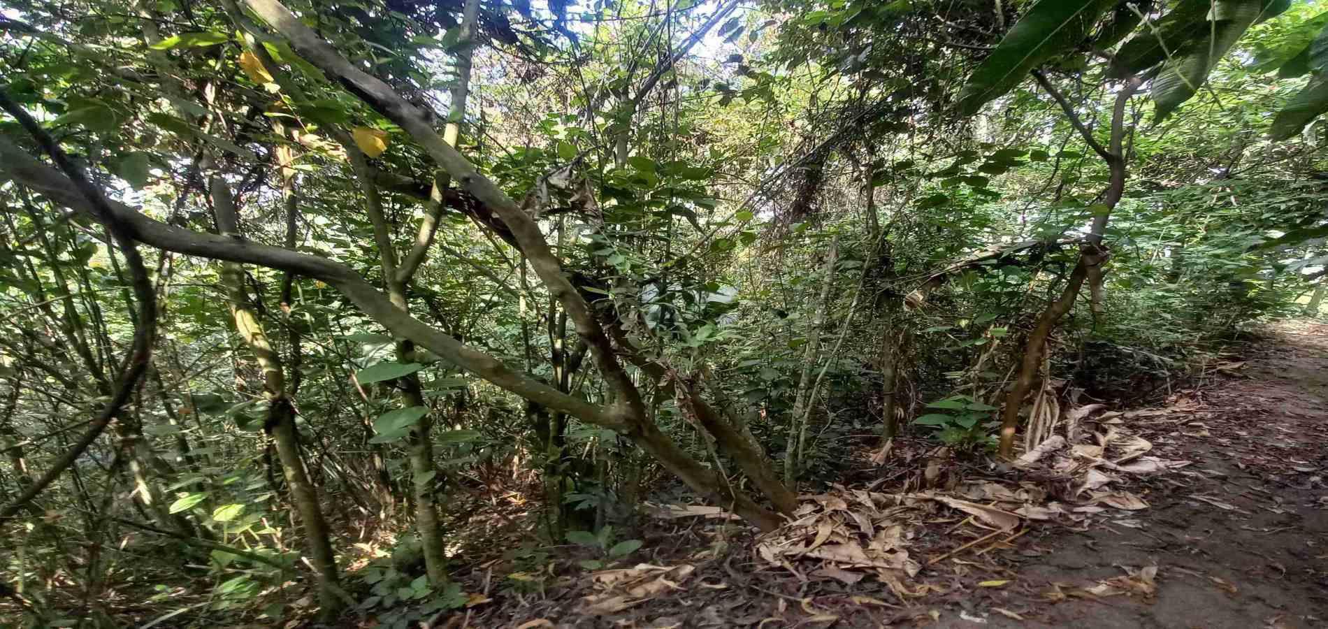 Foto de Lote / terreno en Venta en San peregrino, Manizales - 8 - 279056638