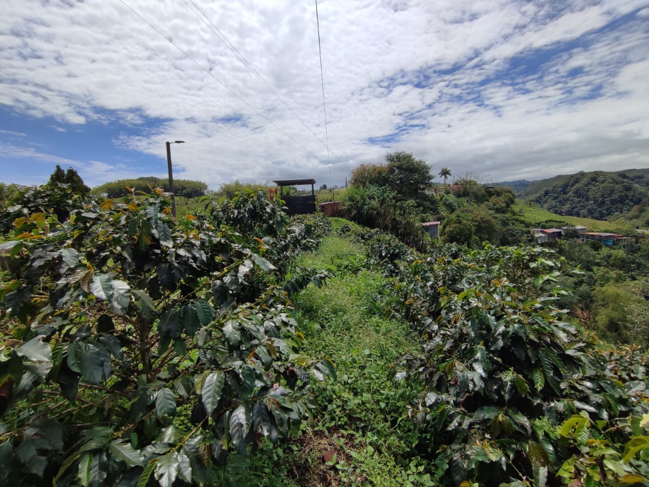 Foto de Finca en Venta en Vereda condina, Pereira - 4 - 279064120