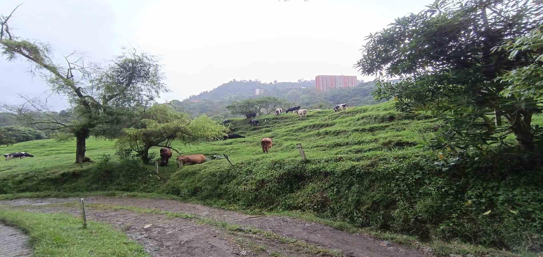 Foto de Finca en Venta en La francia, Manizales - 10 - 279066742