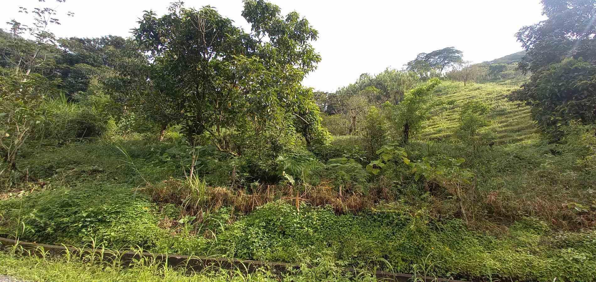 Foto de Lote / terreno en Venta en Vereda la trinidad, Manizales - 10 - 279062688