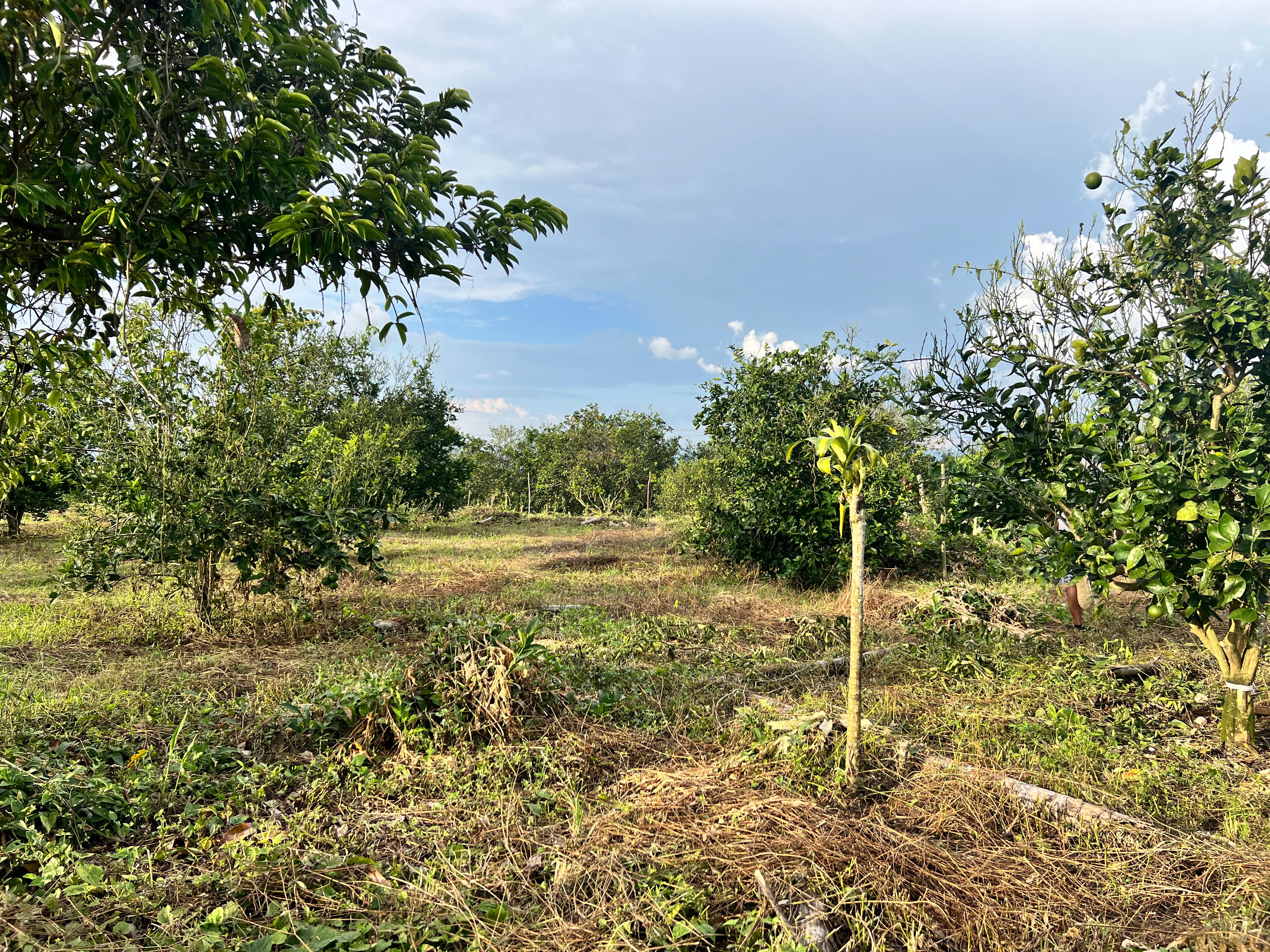 Foto de Lote / terreno en Venta en Filandia, Filandia - 18 - 279066855
