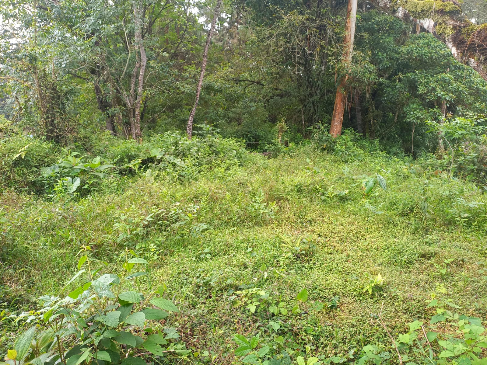 Foto de Lote / terreno en Venta en Via armenia, Pereira - 8 - 279066674