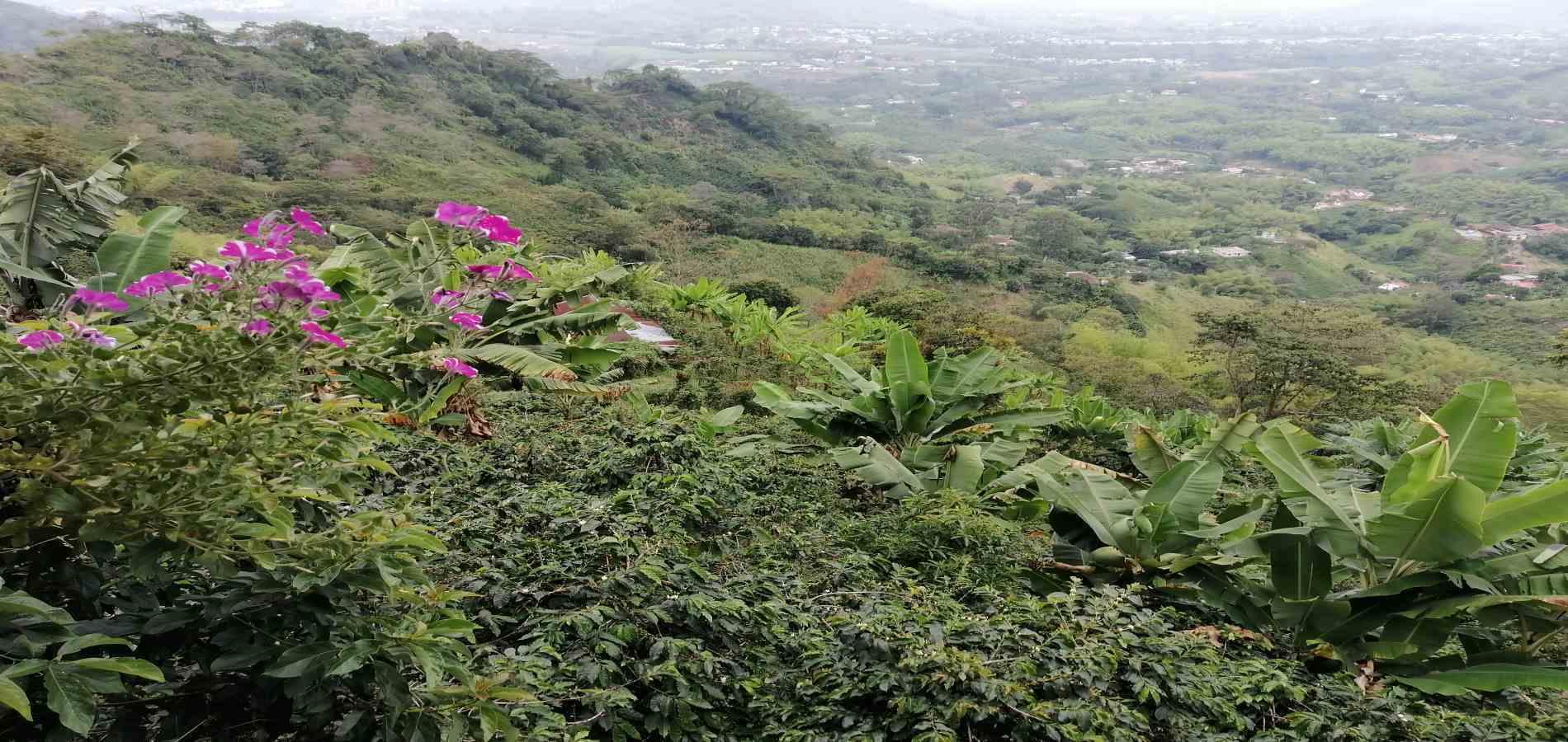 Foto de Finca en Venta en Parque industrial, Pereira - 30 - 279056903