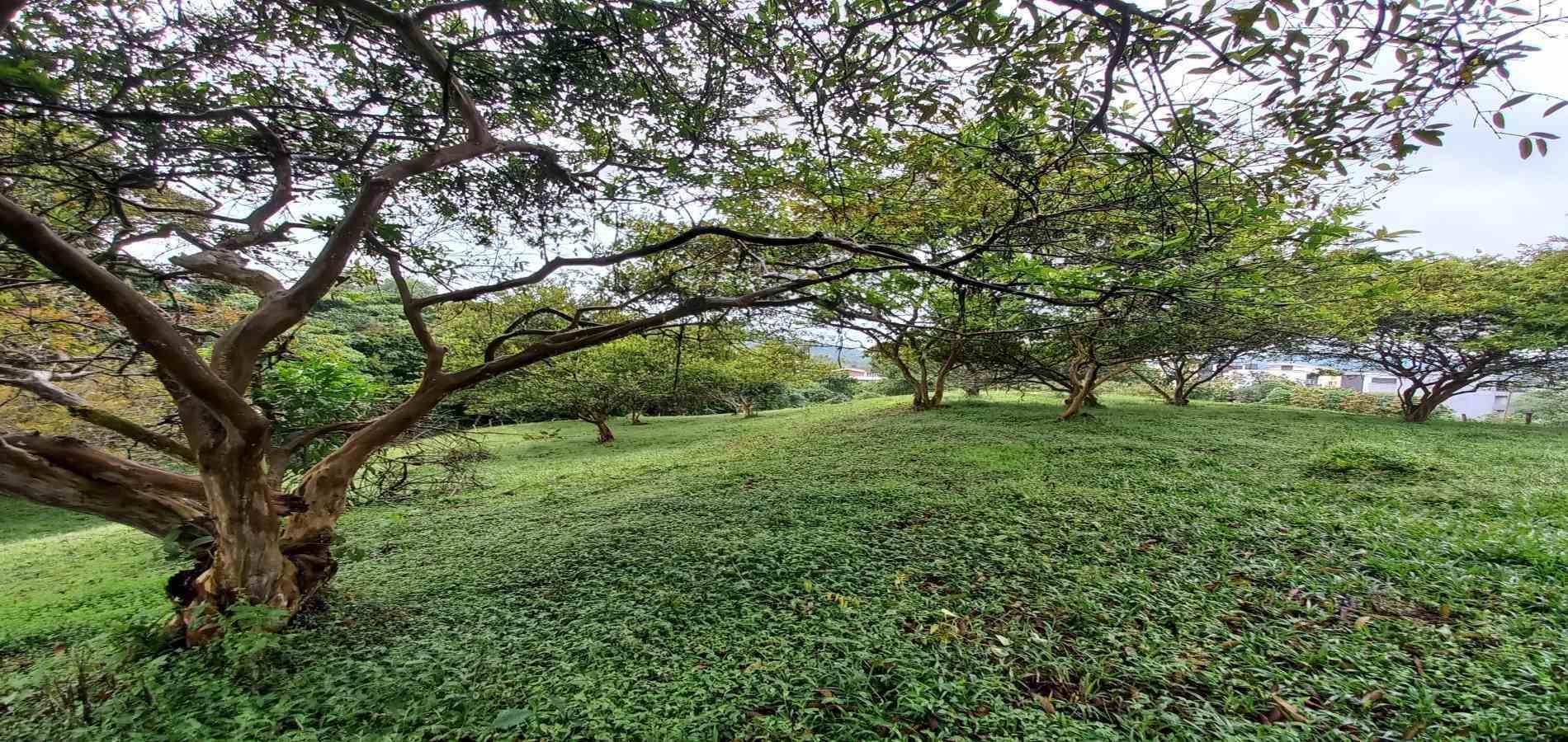 Foto de Lote / terreno en Venta en Veracruz, Santa rosa de cabal - 1 - 279066398