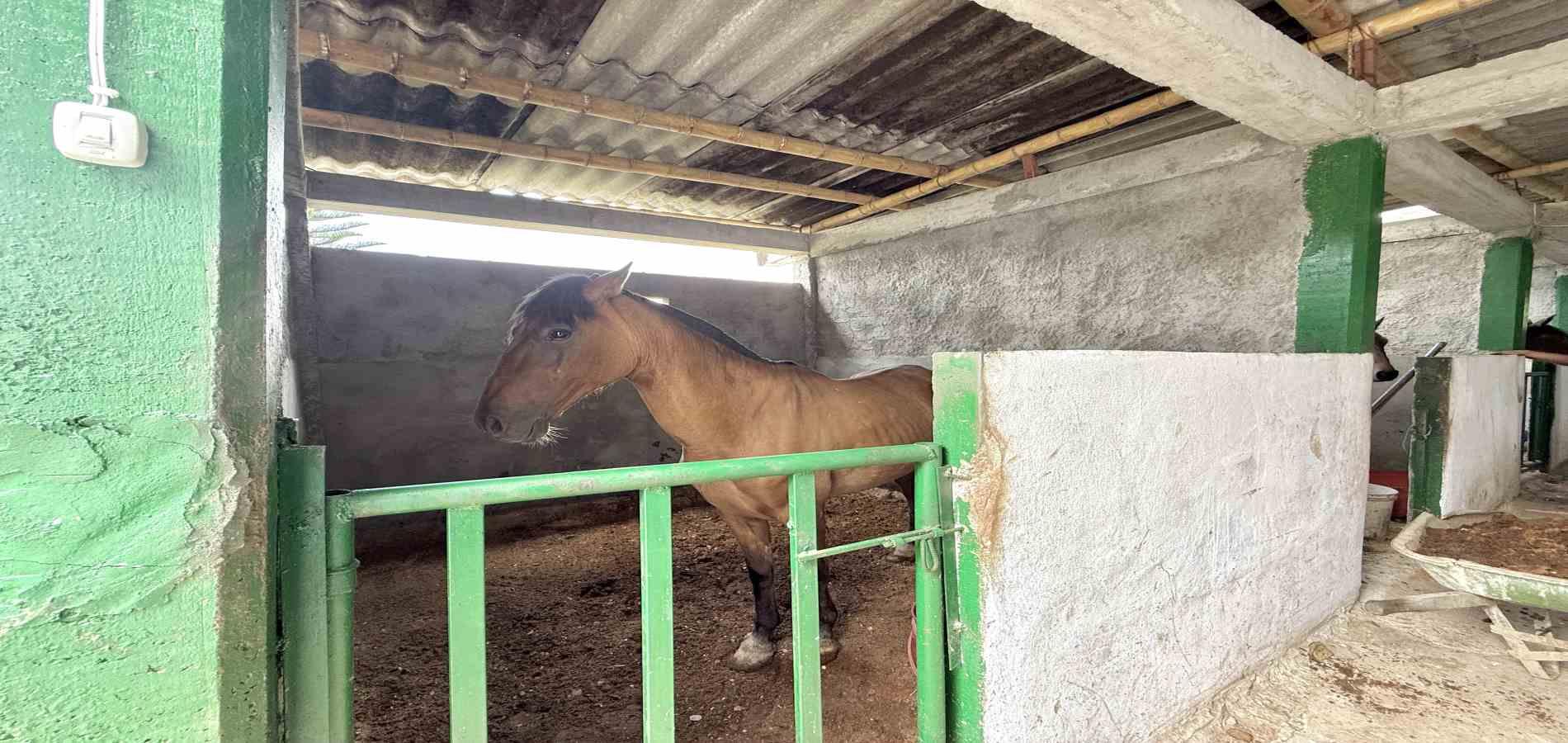 Foto de Finca en Venta en Agua azul, Dosquebradas - 11 - 279063271