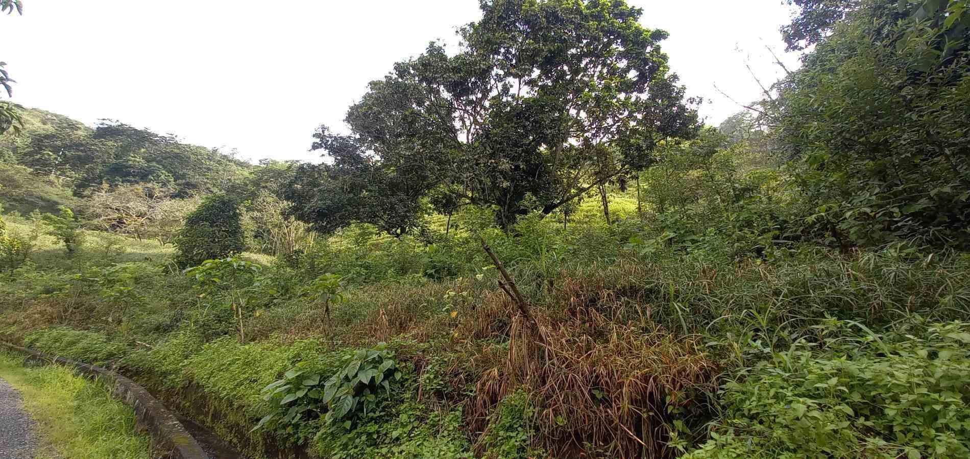 Foto de Lote / terreno en Venta en Vereda la trinidad, Manizales - 4 - 279062688