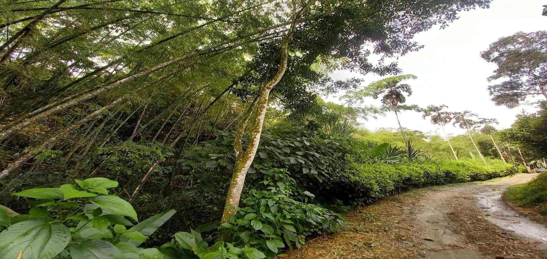 Foto de Lote / terreno en Venta en Vereda la trinidad, Manizales - 4 - 279062689