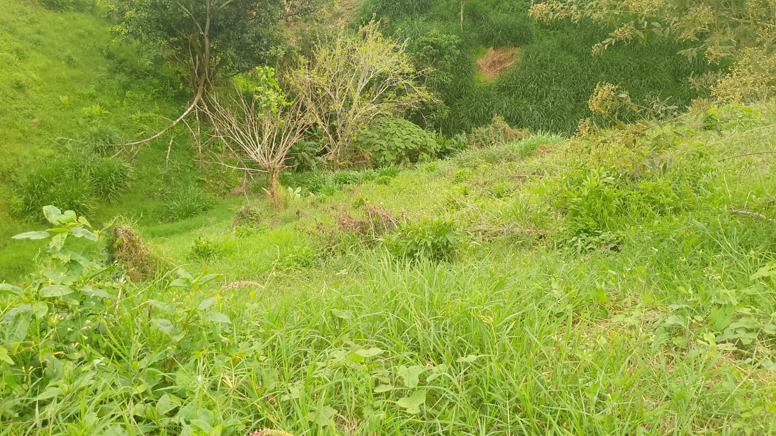 Foto de Lote / terreno en Venta en Filandia, Filandia - 13 - 279066855