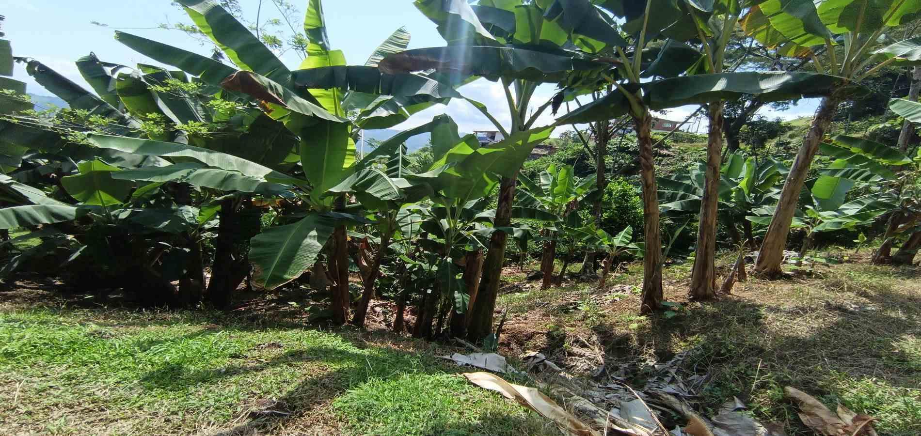 Foto de Lote / terreno en Venta en La plata, Palestina - 1 - 279067174