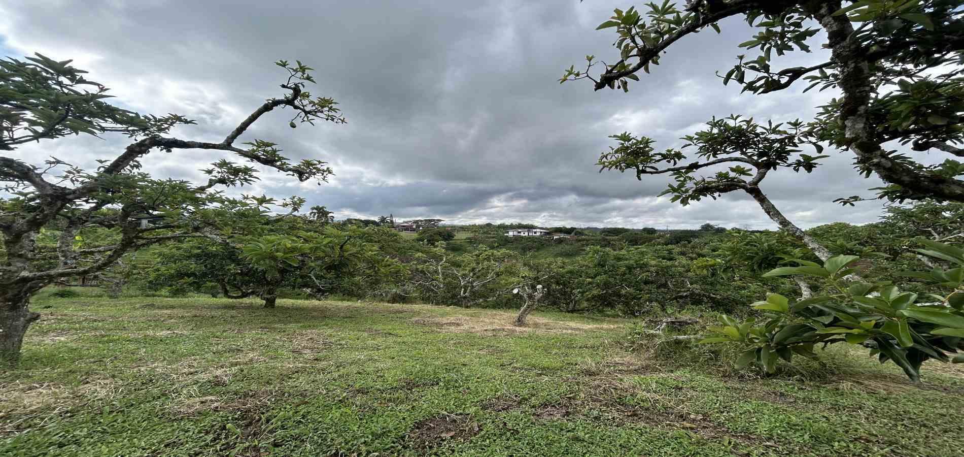 Foto de Finca en Venta en Morelia, Pereira - 41 - 279067012