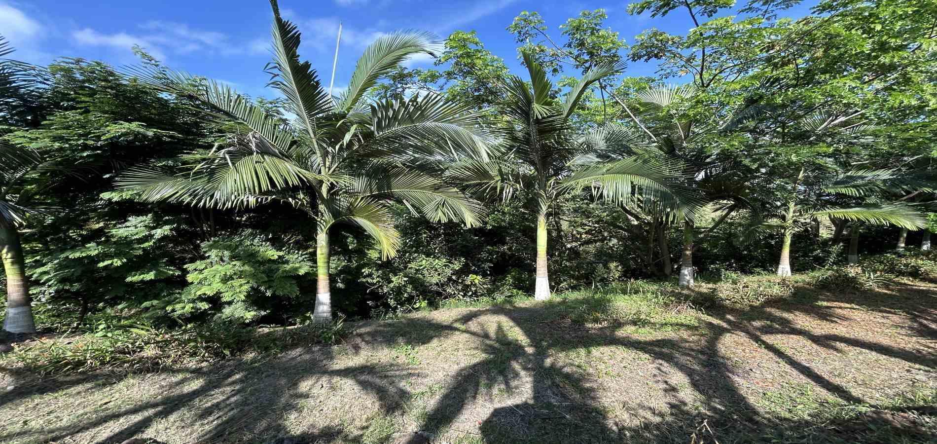 Foto de Lote / terreno en Venta en Cerritos, Pereira - 16 - 279068246