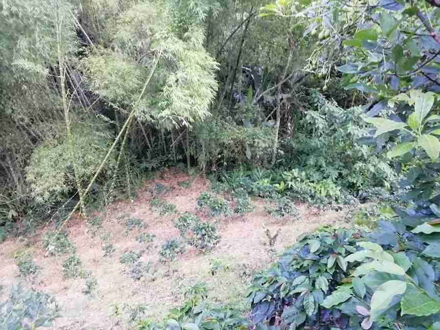 Foto de Finca en Venta en Vereda la esmeralda , Manzanares - 42 - 279057445