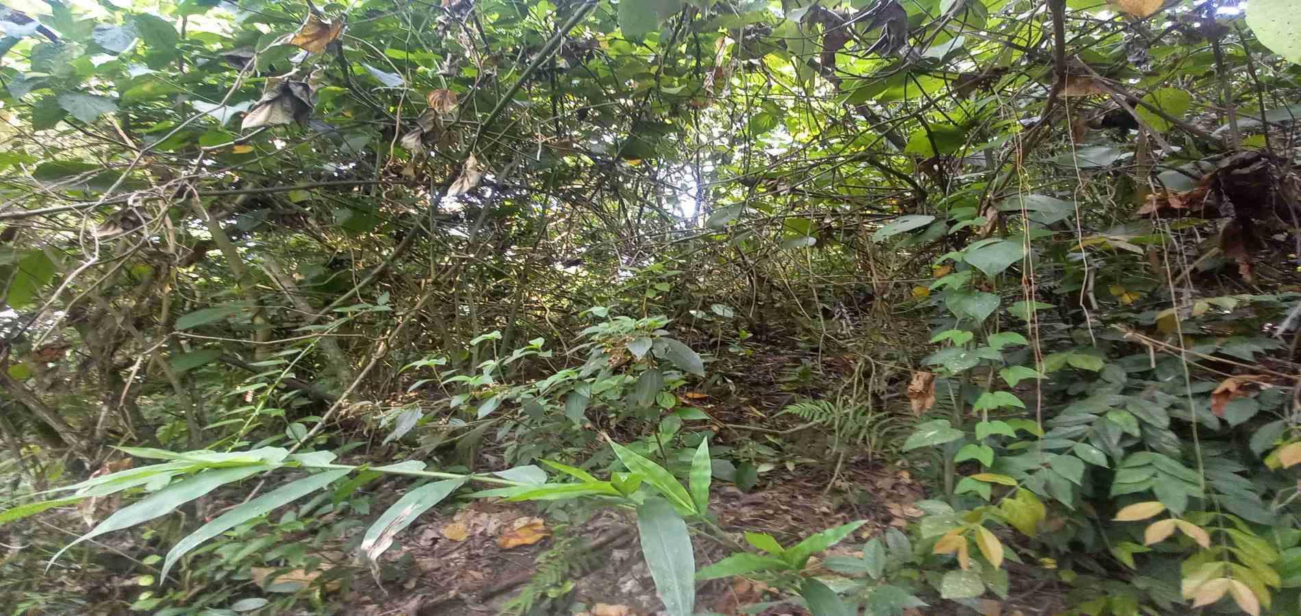 Foto de Lote / terreno en Venta en San peregrino, Manizales - 5 - 279056638
