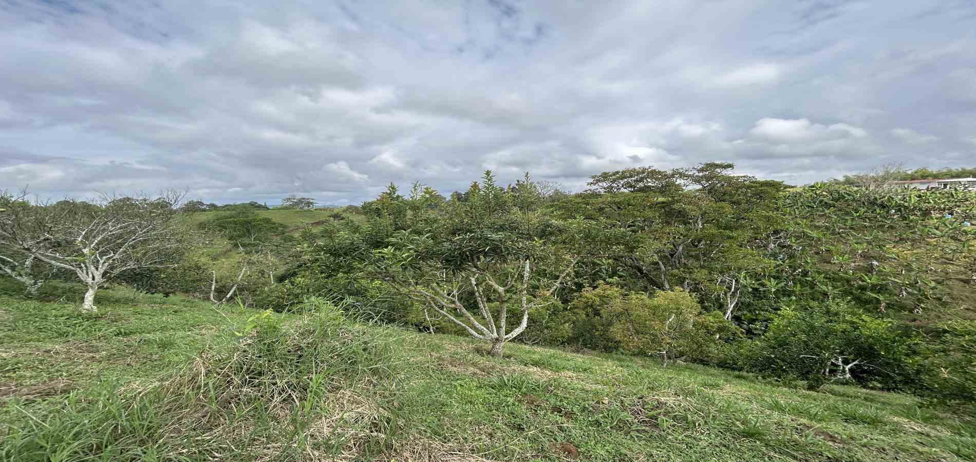 Foto de Finca en Venta en Morelia, Pereira - 40 - 279067012