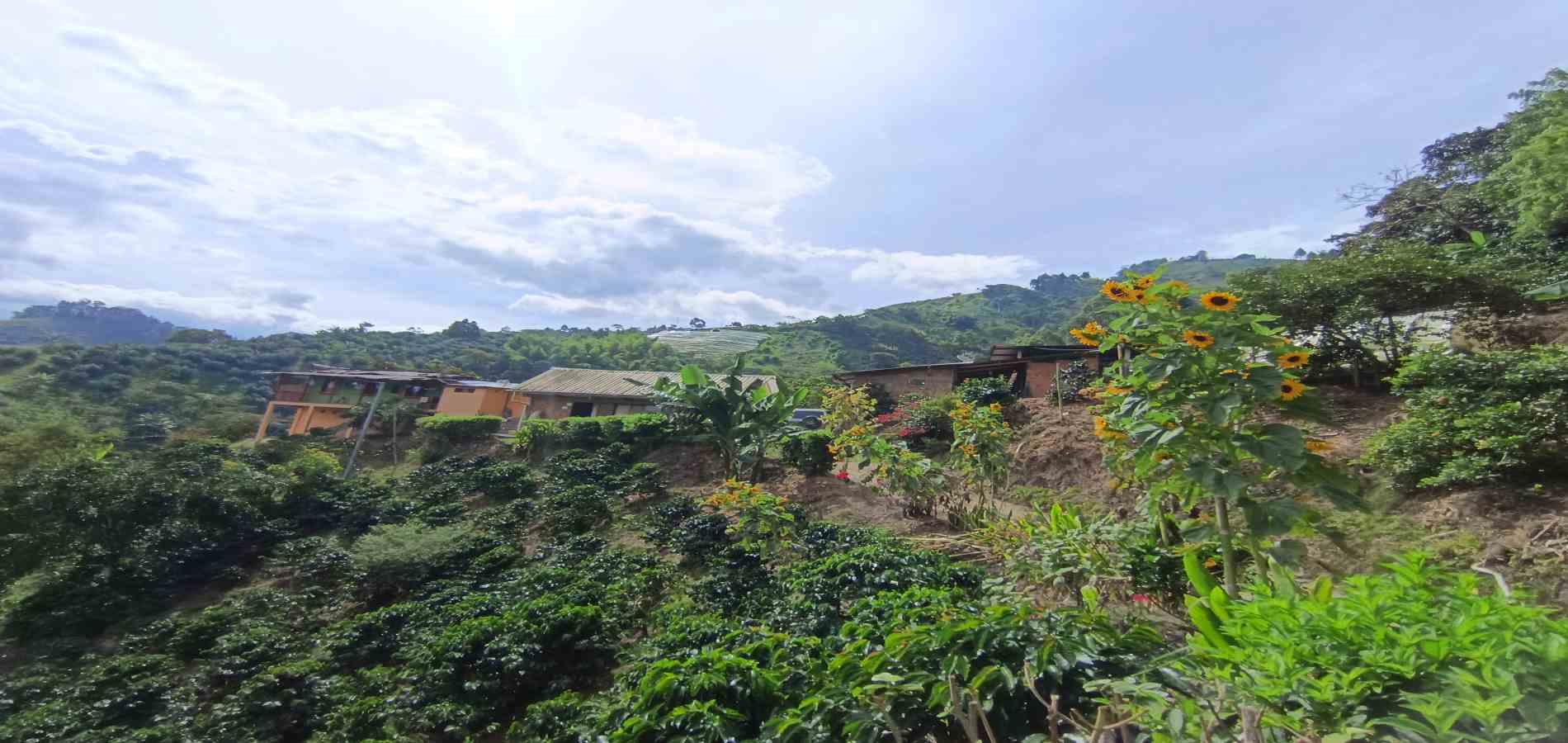 Foto de Finca en Venta en Vereda la palma , Manizales - 20 - 279069356