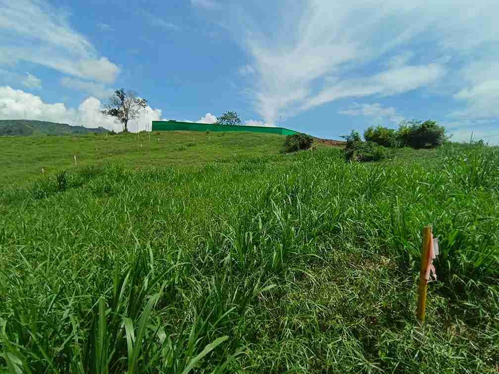 Foto de Lote / terreno en Venta en Vereda santagueda, Palestina - 11 - 279064397