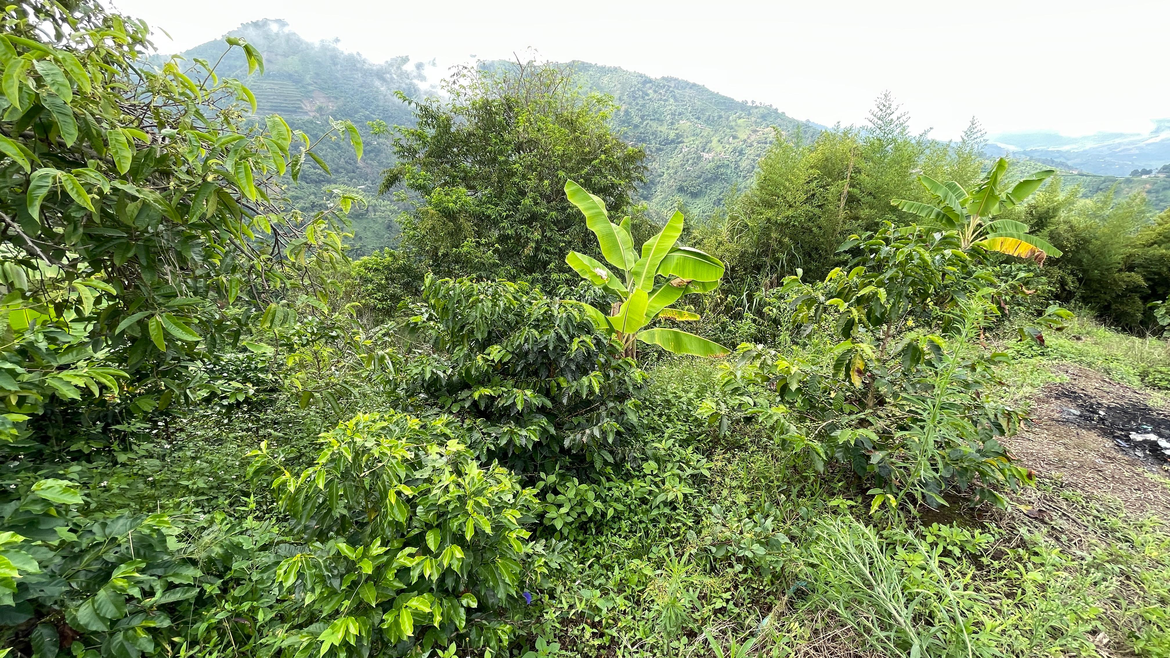 Foto de Finca en Venta en La cabaña, Manizales - 8 - 279062726