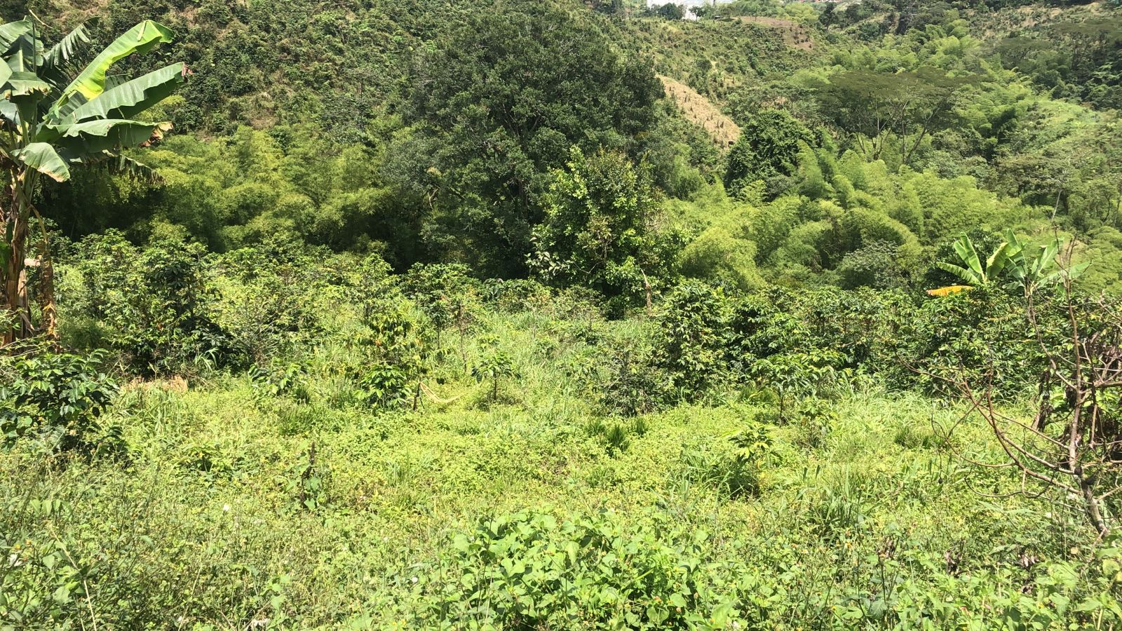 Foto de Lote / terreno en Venta en Dosquebradas, Dosquebradas - 20 - 279053269