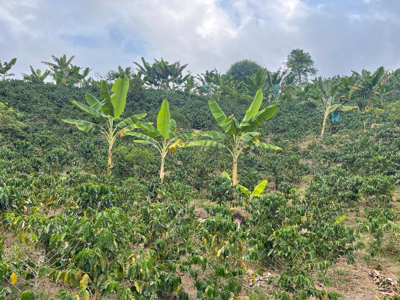 Foto de Finca en Venta en La insula, Chinchina - 14 - 279056370