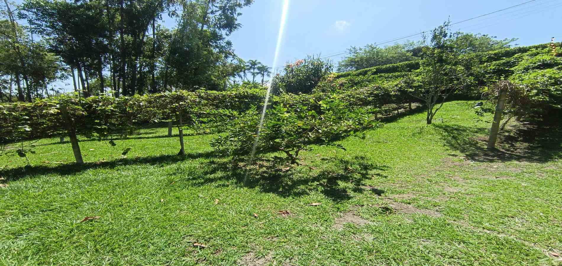 Foto de Lote / terreno en Venta en Vereda palermo, Neira - 12 - 279068279