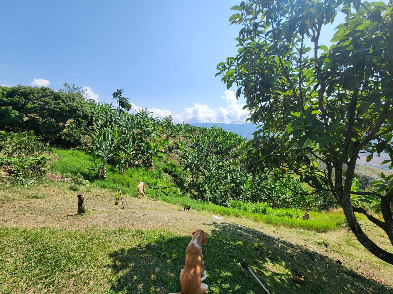 Foto de Finca en Venta en Barrio villa hermosa 2 y robelio suarez, Belen de umbria - 11 - 279056358