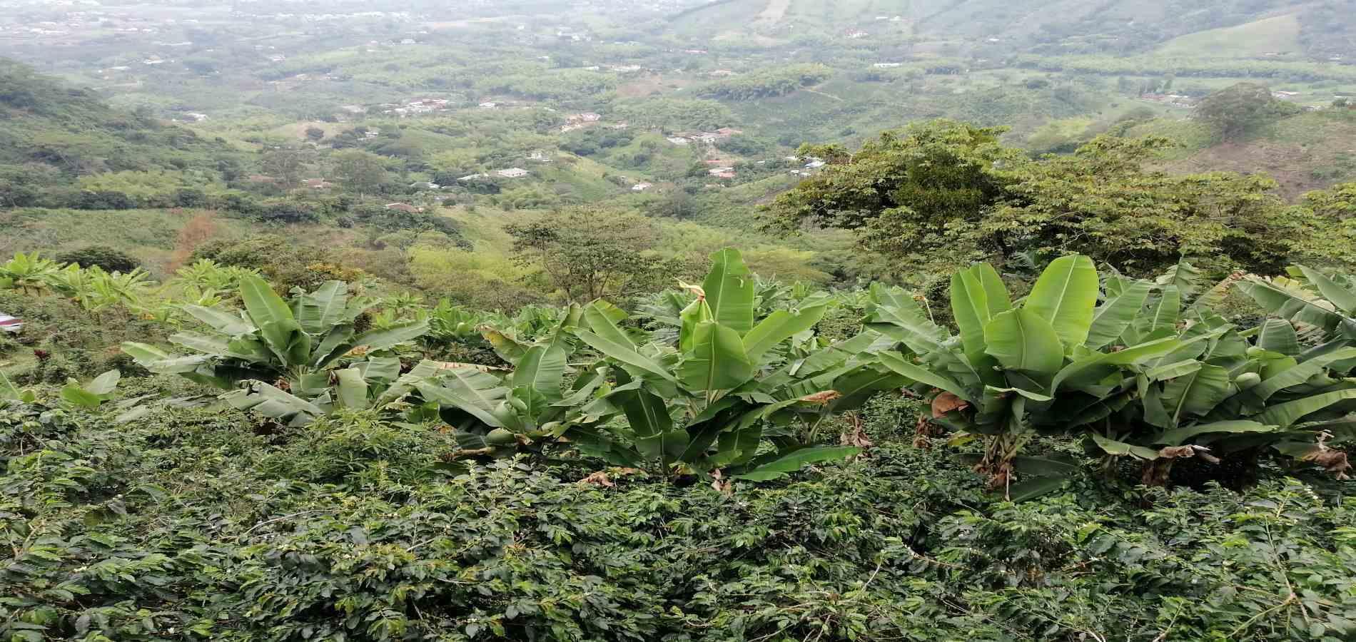 Foto de Finca en Venta en Parque industrial, Pereira - 21 - 279056903