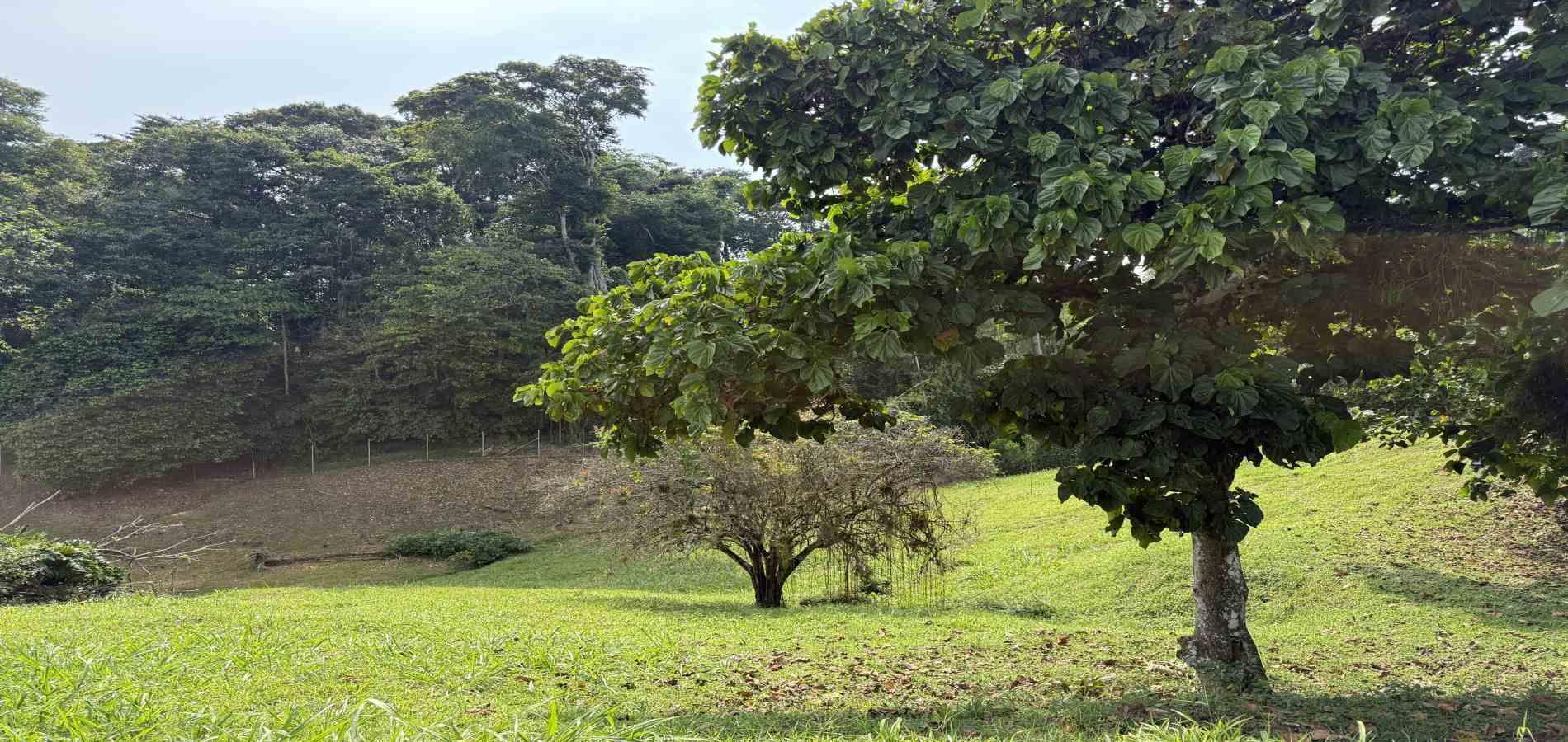 Foto de Lote / terreno en Venta en Cerritos, Pereira - 1 - 279062245
