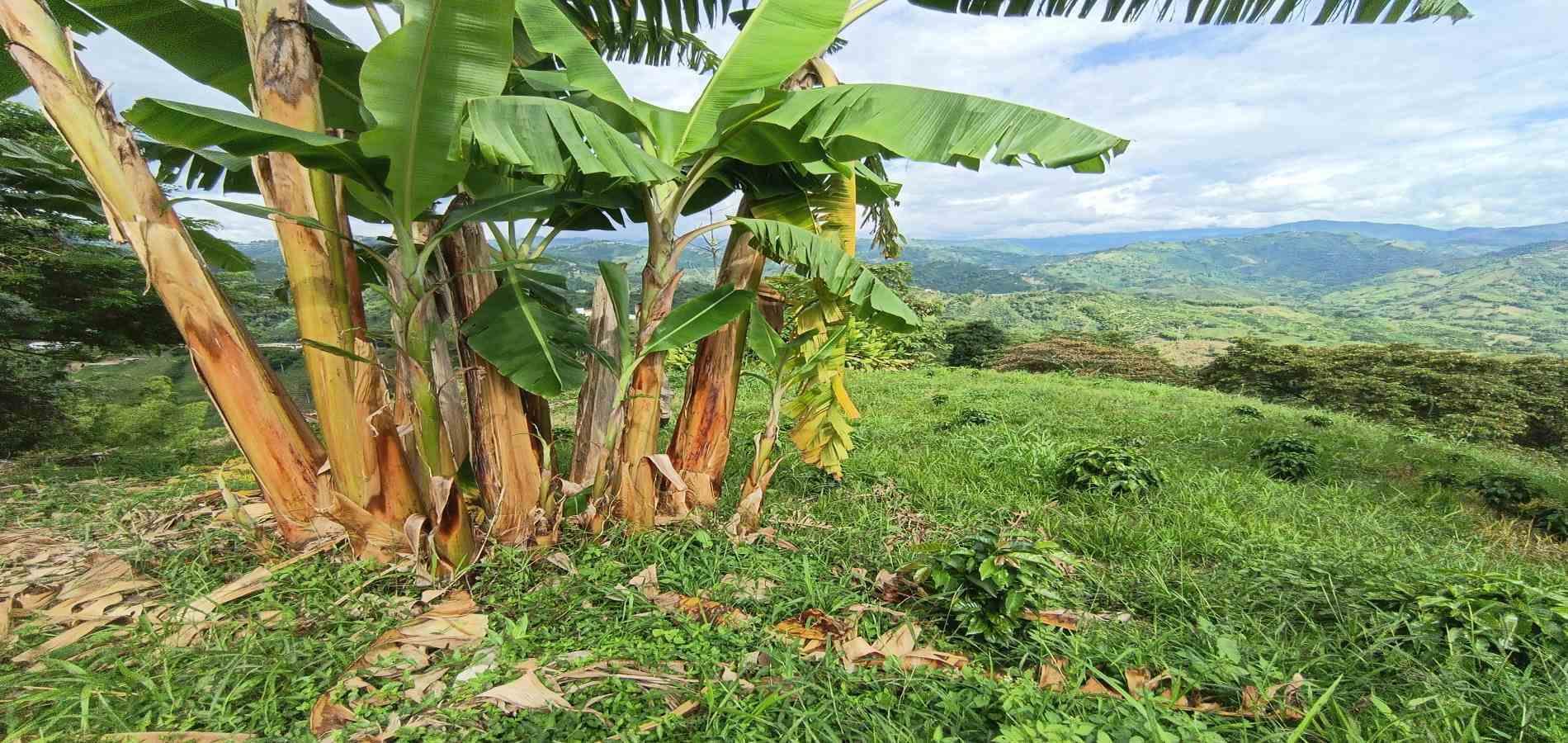Foto de Lote / terreno en Venta en San peregrino, Manizales - 15 - 279068552