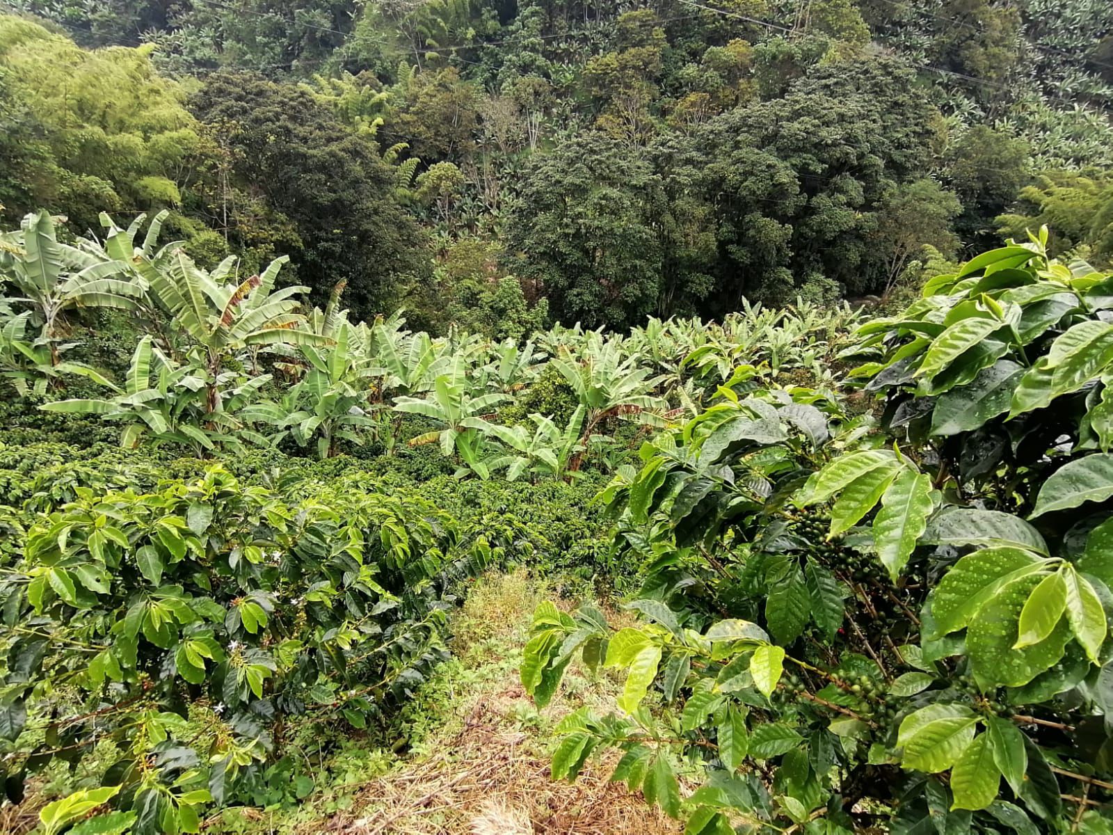 Foto de Finca para Venta en Maracas, Neira - 279063622