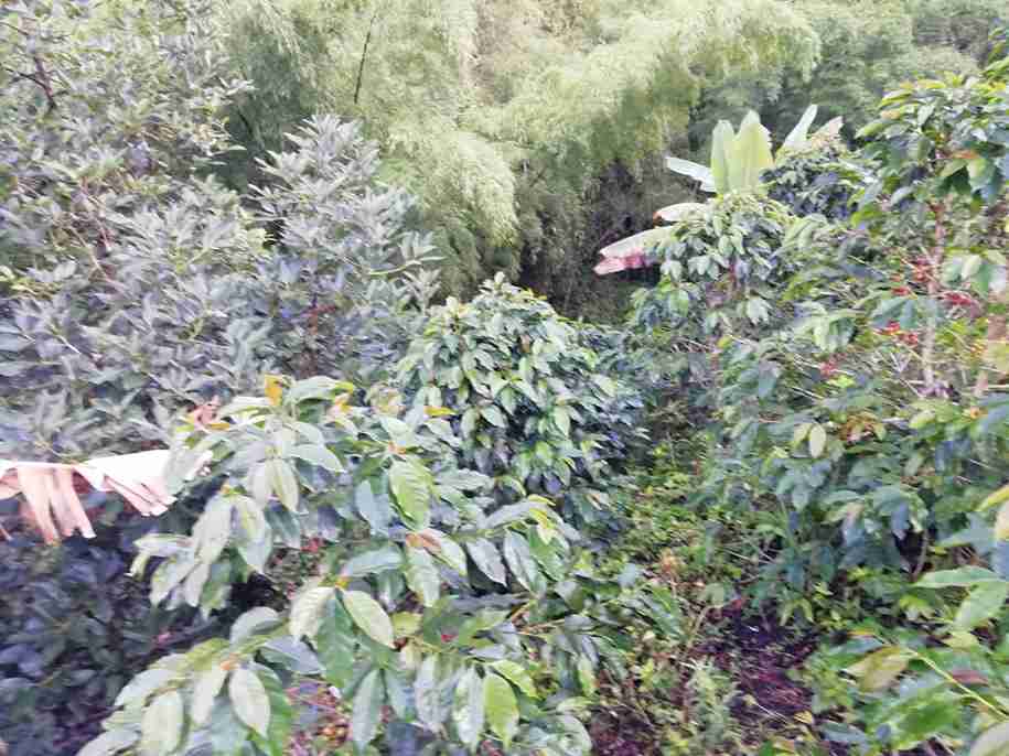 Foto de Finca en Venta en Vereda la esmeralda , Manzanares - 18 - 279057445