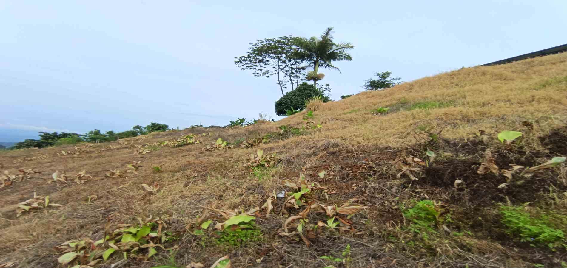 Foto de Lote / terreno en Arriendo en La linda, Manizales - 3 - 279069062