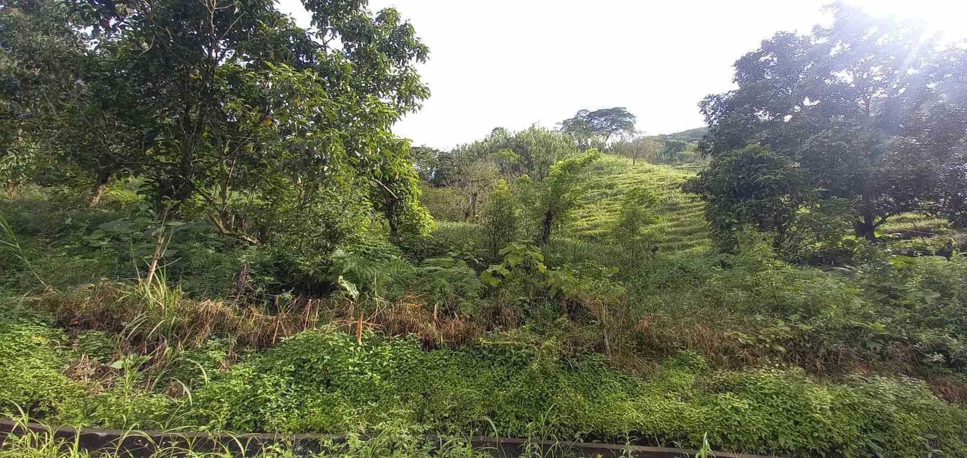 Foto de Lote / terreno en Venta en Vereda la trinidad, Manizales - 11 - 279062688