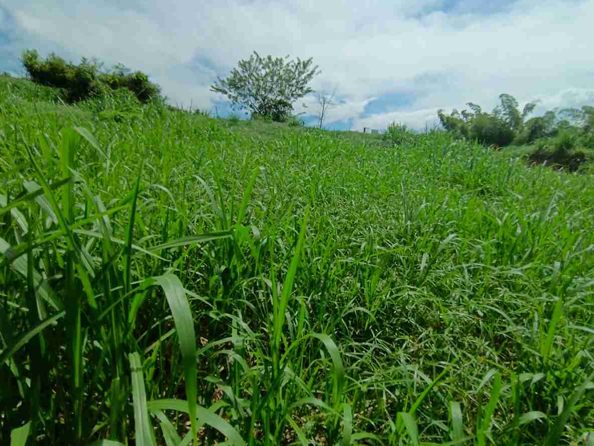 Foto de Lote / terreno en Venta en Vereda santagueda, Palestina - 5 - 279064397