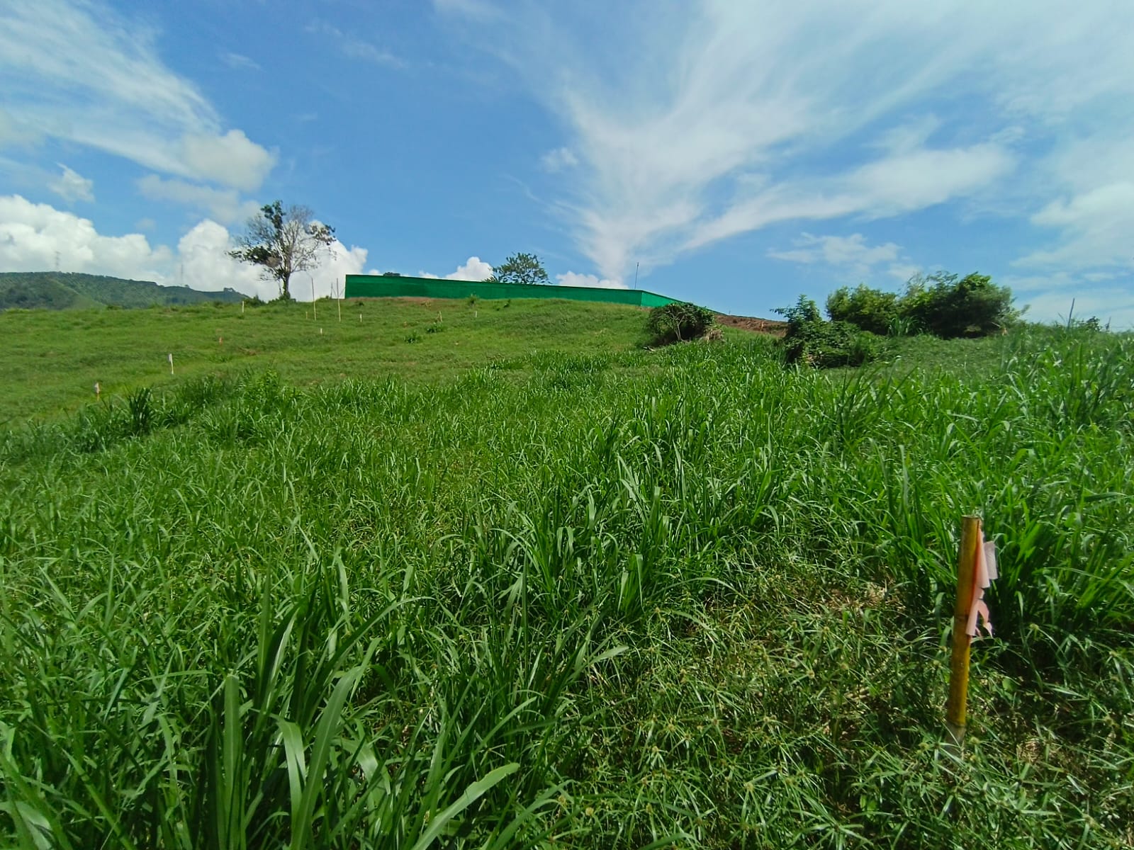Foto de Lote / terreno en Venta en Vereda santagueda, Palestina - 5 - 279064499