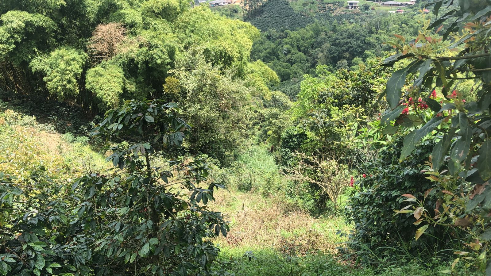 Foto de Lote / terreno en Venta en Dosquebradas, Dosquebradas - 3 - 279053272