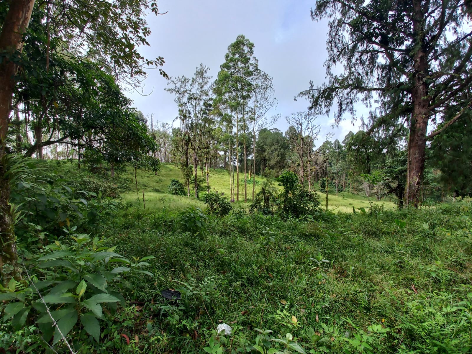Foto de Lote / terreno en Venta en Via armenia, Pereira - 1 - 279066674