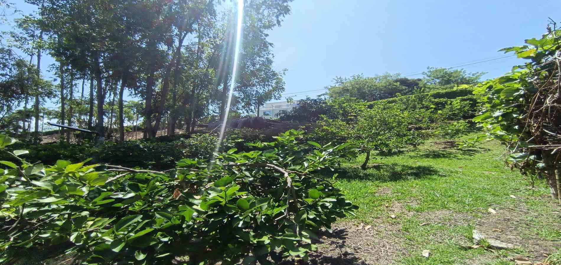 Foto de Lote / terreno en Venta en Vereda palermo, Neira - 24 - 279068279