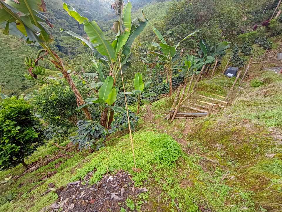 Foto de Finca en Venta en Comuna 10/la romelia, Dosquebradas - 8 - 279060854