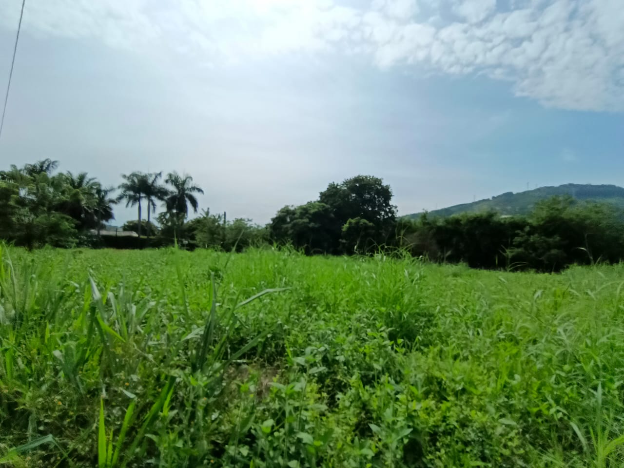 Foto de Lote / terreno en Venta en Vereda santagueda, Palestina - 2 - 279063605