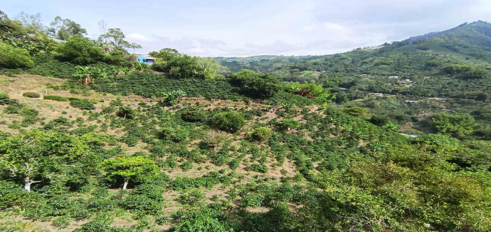 Foto de Finca en Venta en Vereda la palma , Manizales - 8 - 279069356