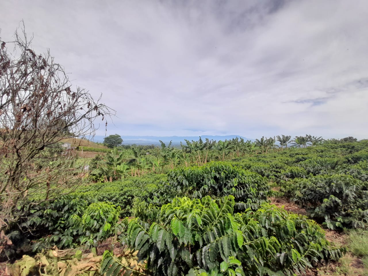 Foto de Lote / terreno en Venta en Arabia, Pereira - 7 - 279059189