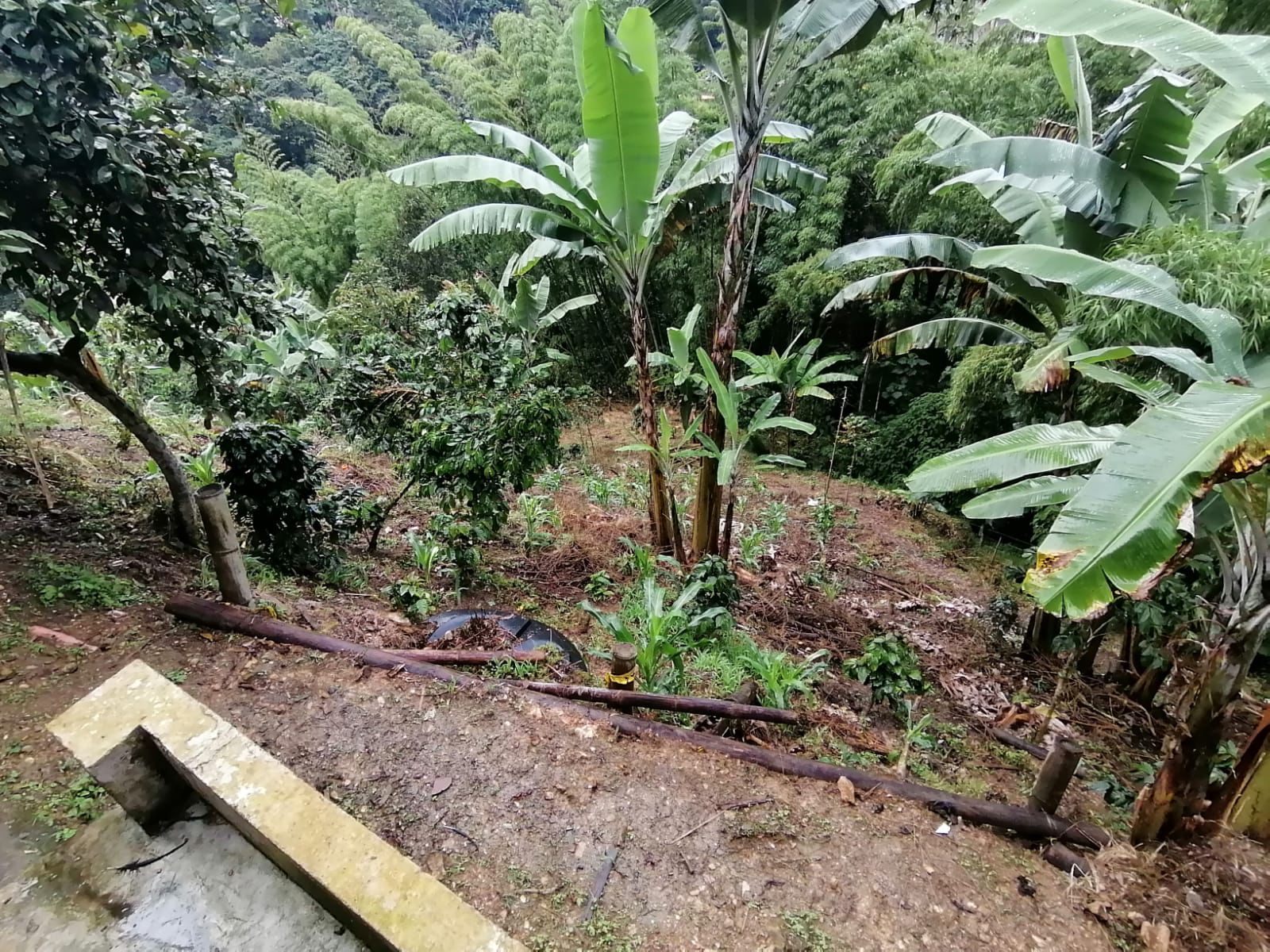 Foto de Finca en Venta en Maracas, Neira - 12 - 279063622