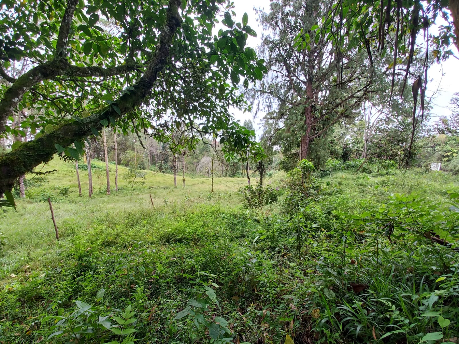 Foto de Lote / terreno en Venta en Via armenia, Pereira - 3 - 279066674