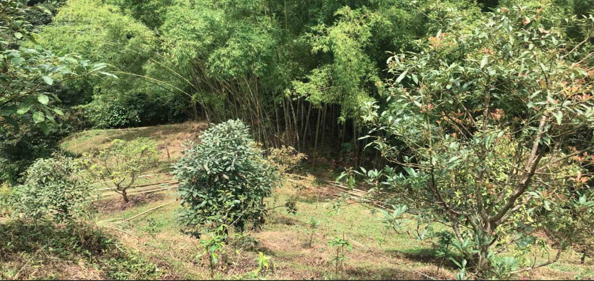 Foto de Lote / terreno para Venta en Dosquebradas, Dosquebradas - 279053260