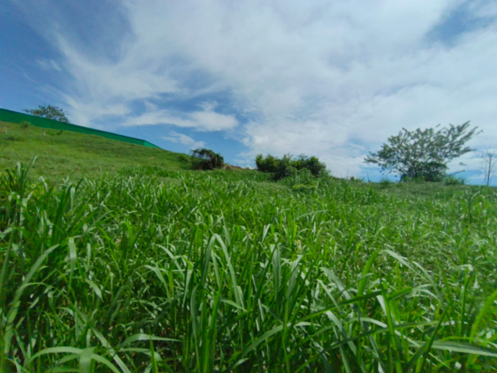 Foto de Lote / terreno en Venta en Vereda santagueda, Palestina - 1 - 279064499