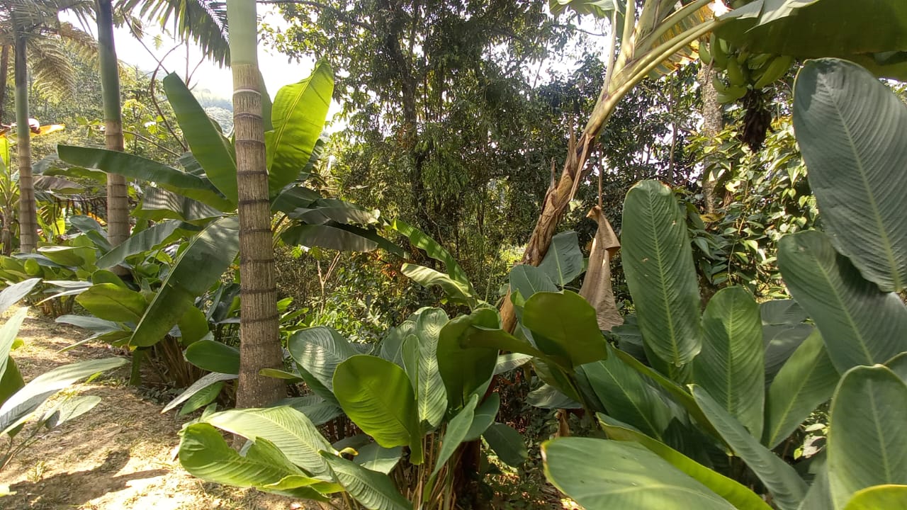 Foto de Lote / terreno en Venta en San peregrino, Manizales - 14 - 279056653